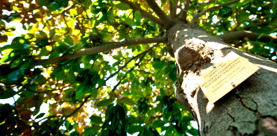 Trees Image