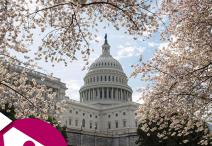 U.S. Capitol building with cherry blossom trees.